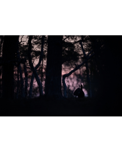 VMCF15 Capercaillie, Norway