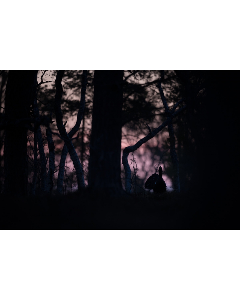 VMCF15 Capercaillie, Norway