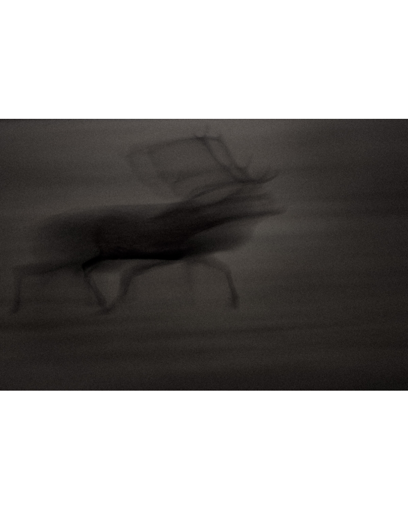 VMCF21 Red deer, Vosges