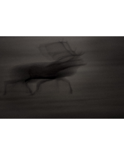 VMCF21 Cerf élaphe, Vosges