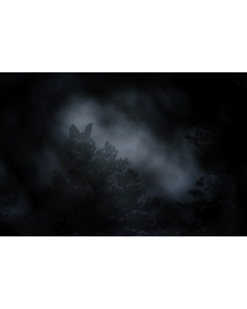 VMCF23 Grand tétras, Vosges