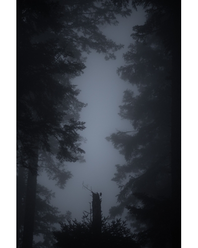 VMCF25 Pygmy owl, Vosges