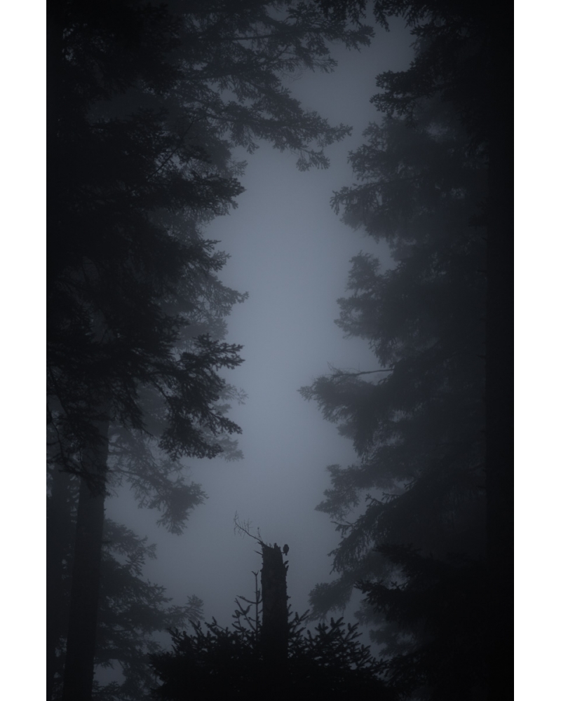 VMCF25 Chouette chevêchette, Vosges