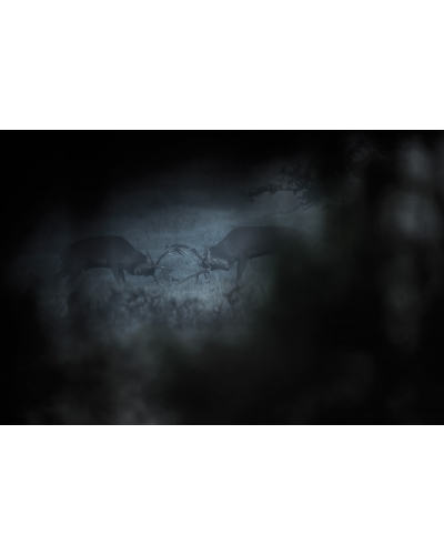 VMCF27 Cerfs élaphes, Vosges