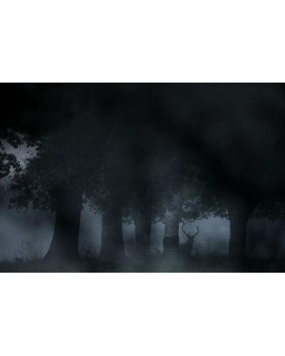 VMCF28 Cerf élaphe, Vosges