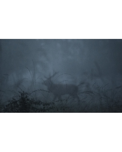 VMCF30 Cerf élaphe, Vosges