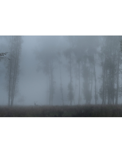 VMCF31 Cerf élaphe, Vosges