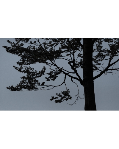 VMCF32 Chouette de Tengmalm, Vosges