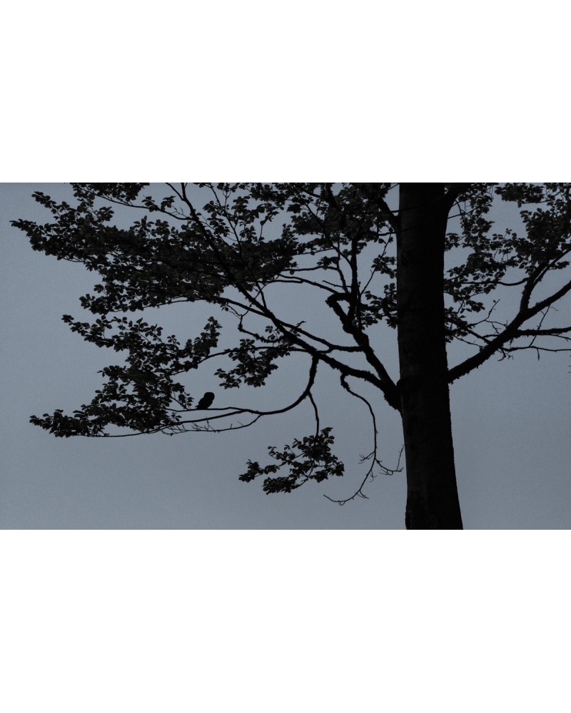 VMCF32 Chouette de Tengmalm, Vosges