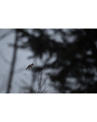 VMCF34 Red fox, Vosges