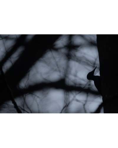 VMCF35 Black woodpecker, Vosges