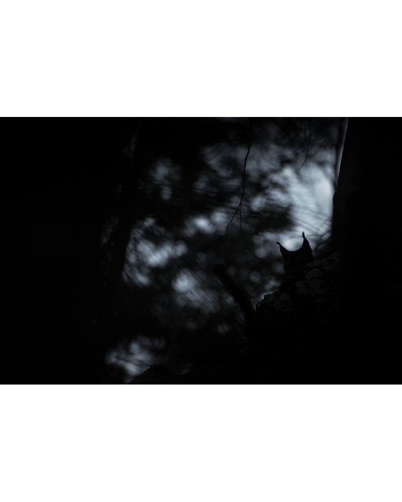 VMCF36 Lynx boréal, Jura