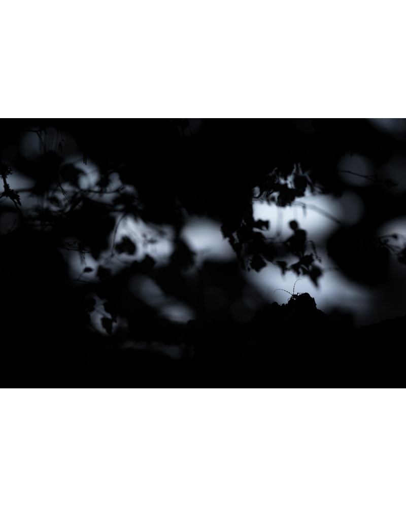 VMCF37 Rosalia longicorn, Jura