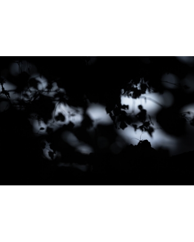 VMCF37 Rosalia longicorn, Jura