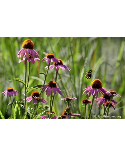 DOS45 Coneflowers