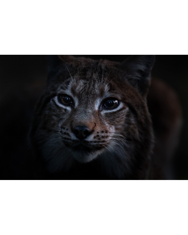 VMCF41 Eurasian lynx, Vosges