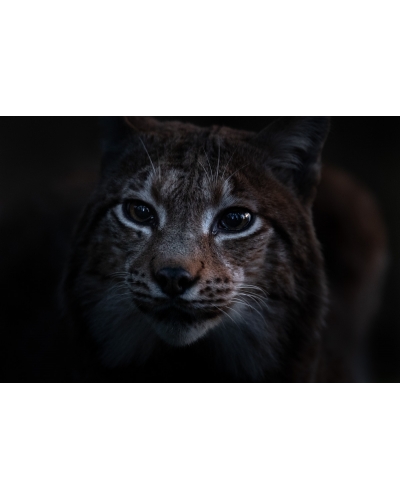 VMCF41 Lynx boréal, Vosges