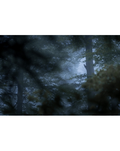 VMCF44 Pic noir, Vosges