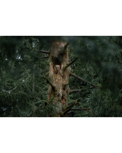 VMCF51 Pine marten, Vosges