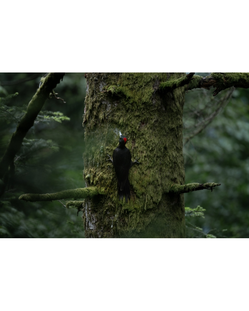 VMCF52 Pic noir, Vosges