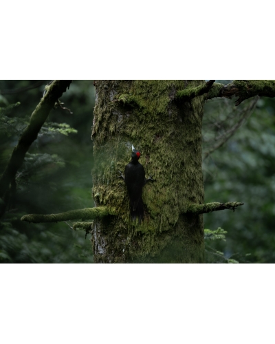 VMCF52 Pic noir, Vosges