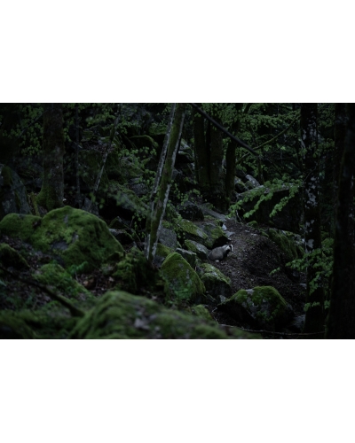 VMCF54 European badger, Vosges