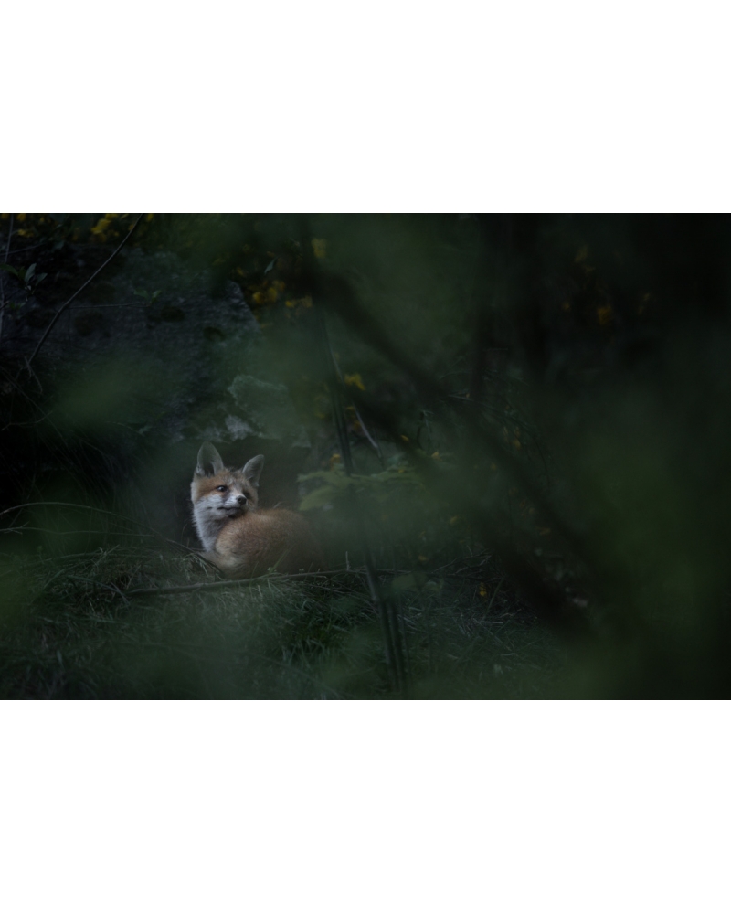 VMCF55 Red fox, Vosges