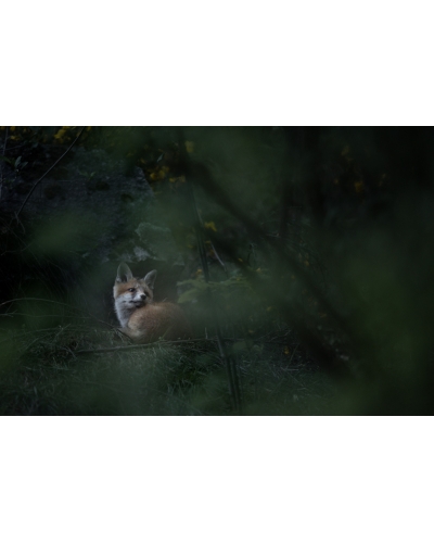 VMCF55 Red fox, Vosges