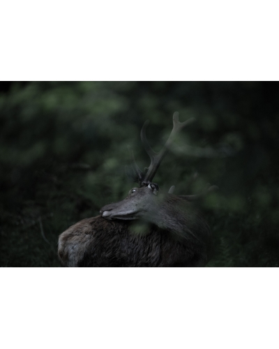 VMCF56 Cerf élaphe, Vosges