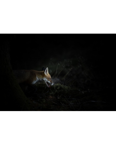 VMCF57 Renard roux, Vosges