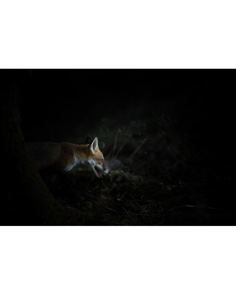 VMCF57 Red fox, Vosges