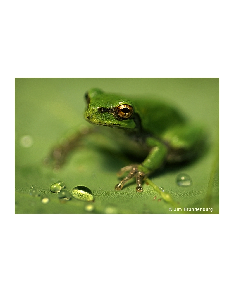 DOS46 Tree frog