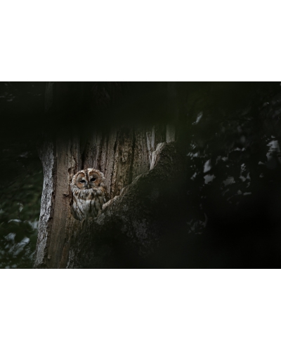 VMCF58 Chouette hulotte, Vosges