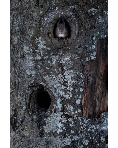 VMCF59 Ecureuil roux, Vosges