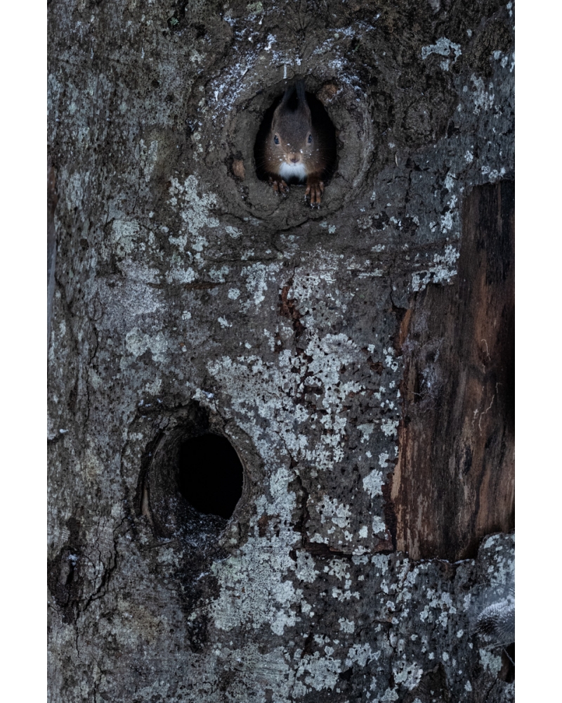 VMCF59 Ecureuil roux, Vosges