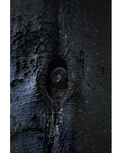 VMCF60 Tengmalm owl, Vosges