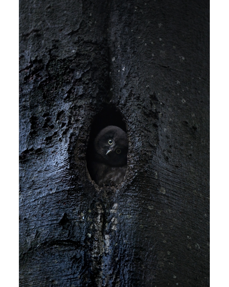 VMCF60 Tengmalm owl, Vosges