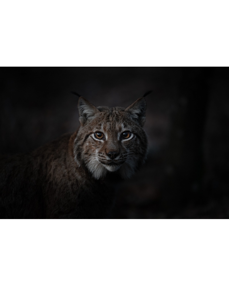 VMCF61 Lynx boréal, Vosges