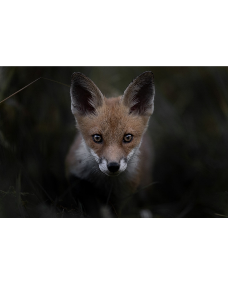 VMCF62 Renard roux, Vosges