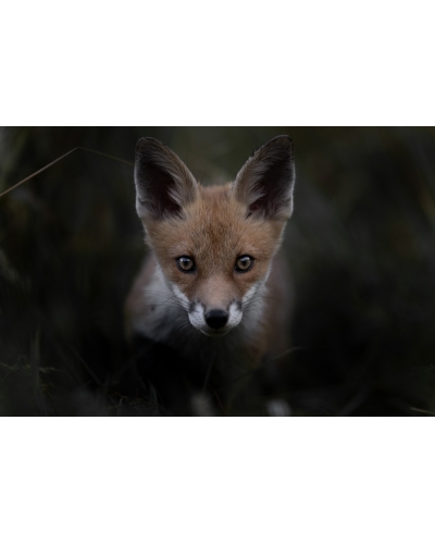 VMCF62 Renard roux, Vosges