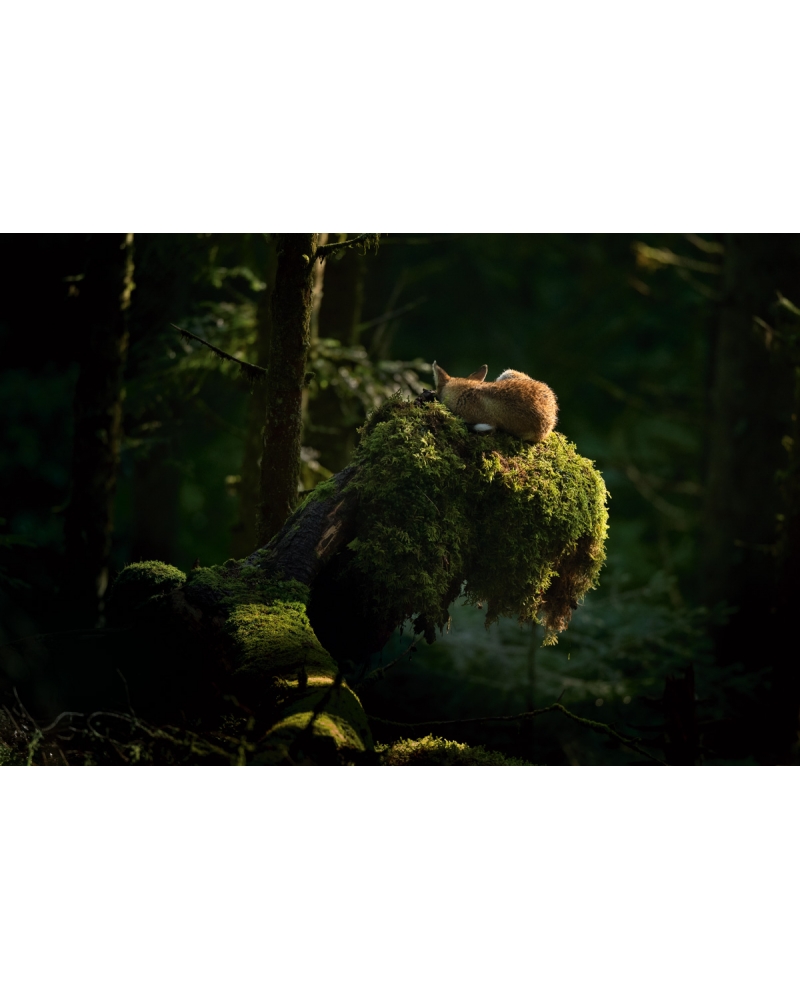 VMCF66 Red fox, Vosges