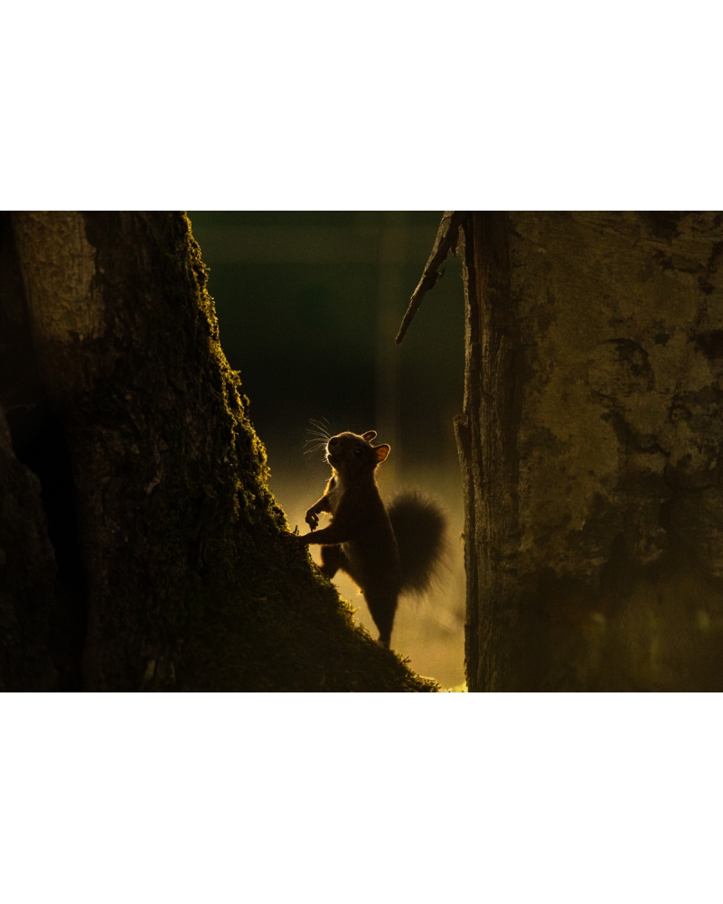 VMCF68 Red squirrel, Vosges