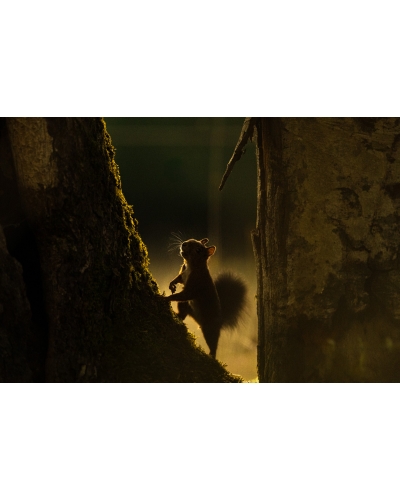 VMCF68 Red squirrel, Vosges