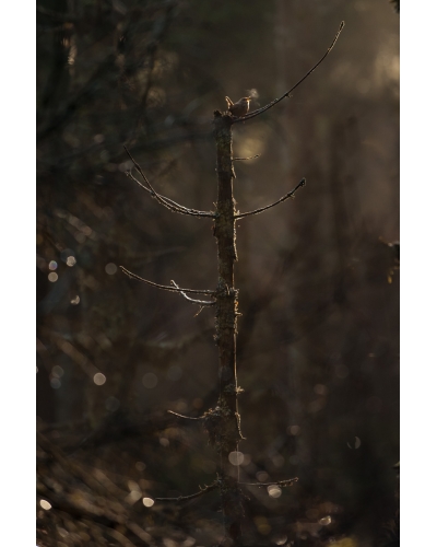 VMCF69 Troglodyte mignon, Vosges