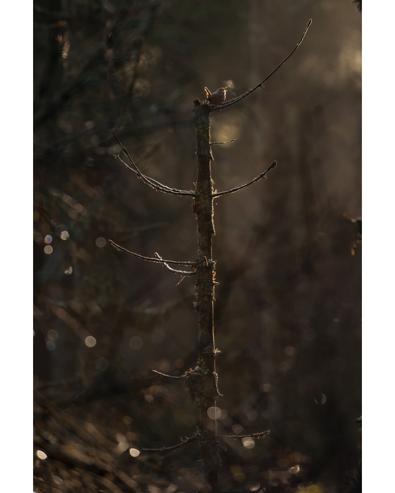 VMCF69 Troglodyte mignon, Vosges