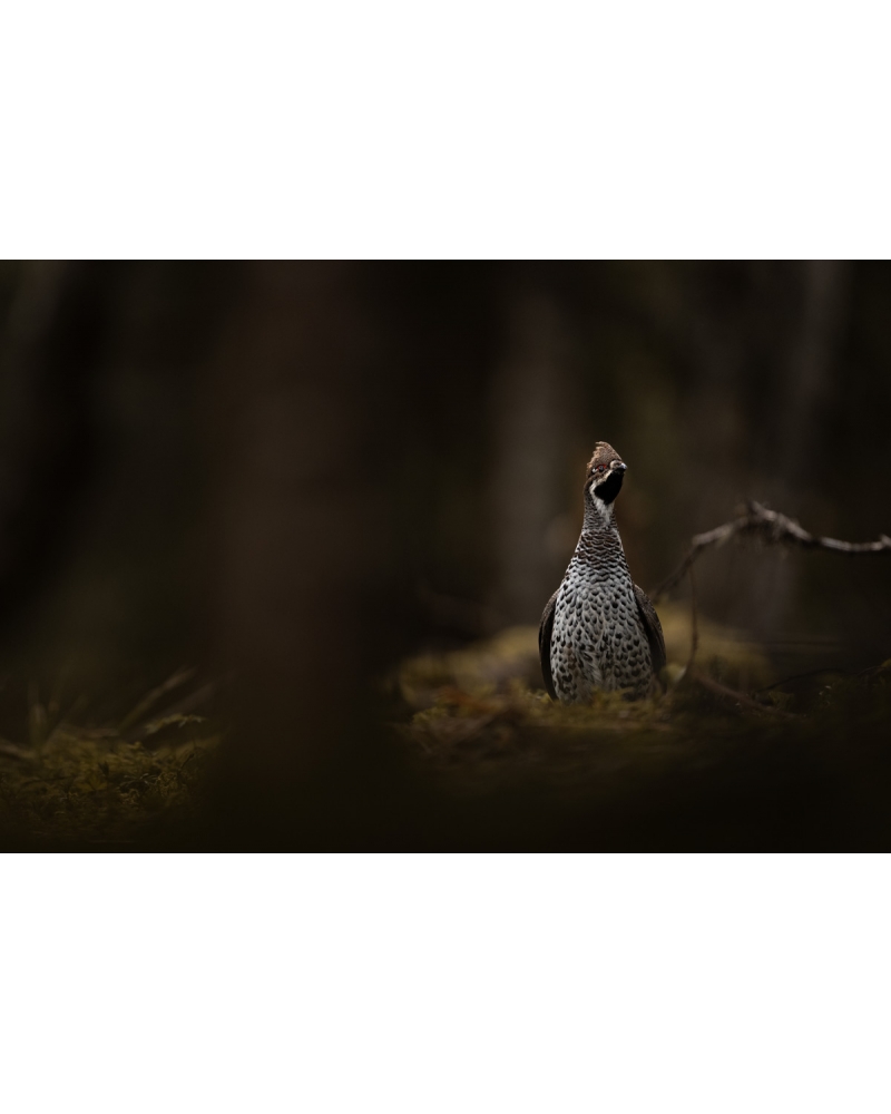 VMCF71 Hazel grouse, Norway