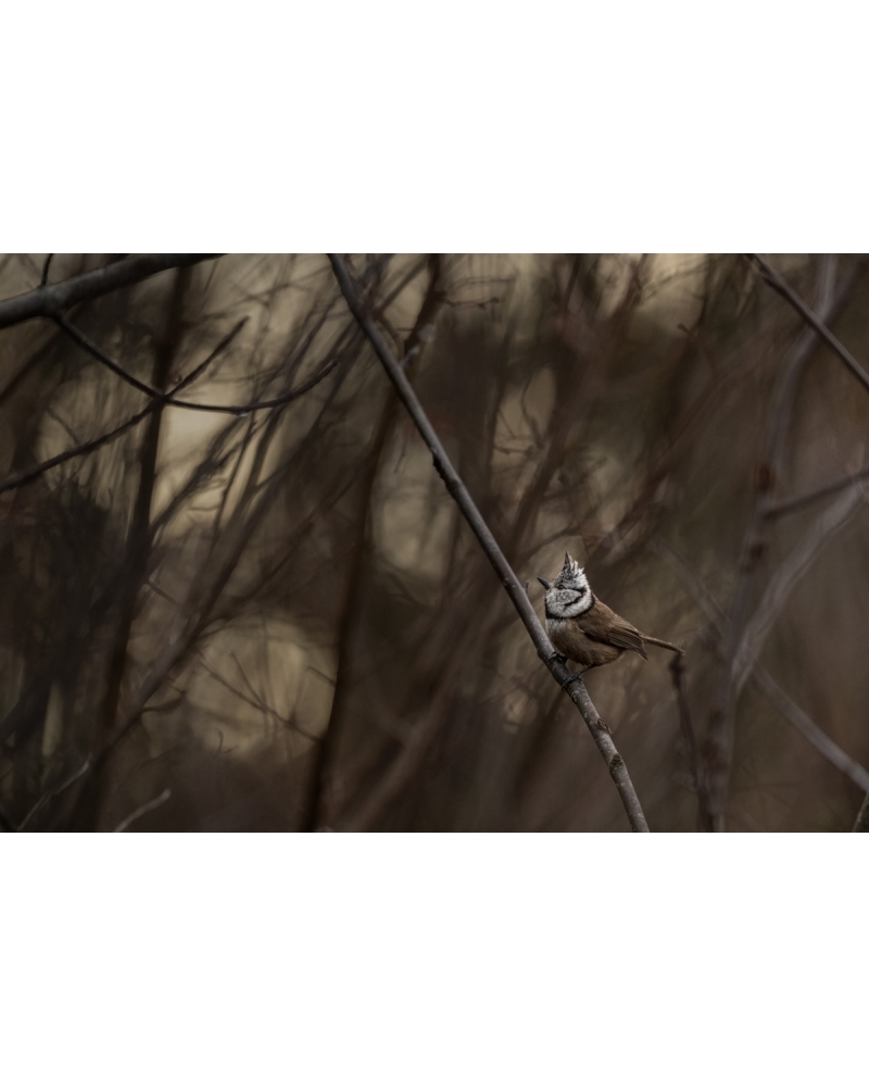VMCF72 Crested tit, Vosges