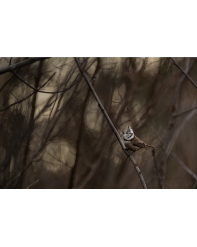 VMCF72 Crested tit, Vosges
