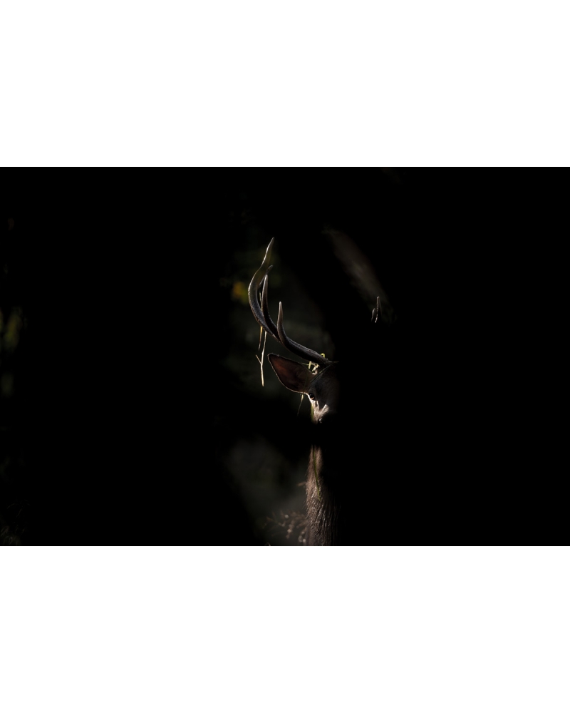 VMCF73 Cerf élaphe, Vosges