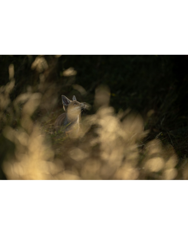 VMCF74 Renard roux, Vosges